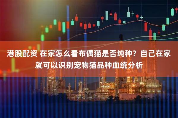 港股配资 在家怎么看布偶猫是否纯种？自己在家就可以识别宠物猫品种血统分析